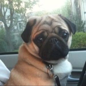 Meet your Posher, Ellie